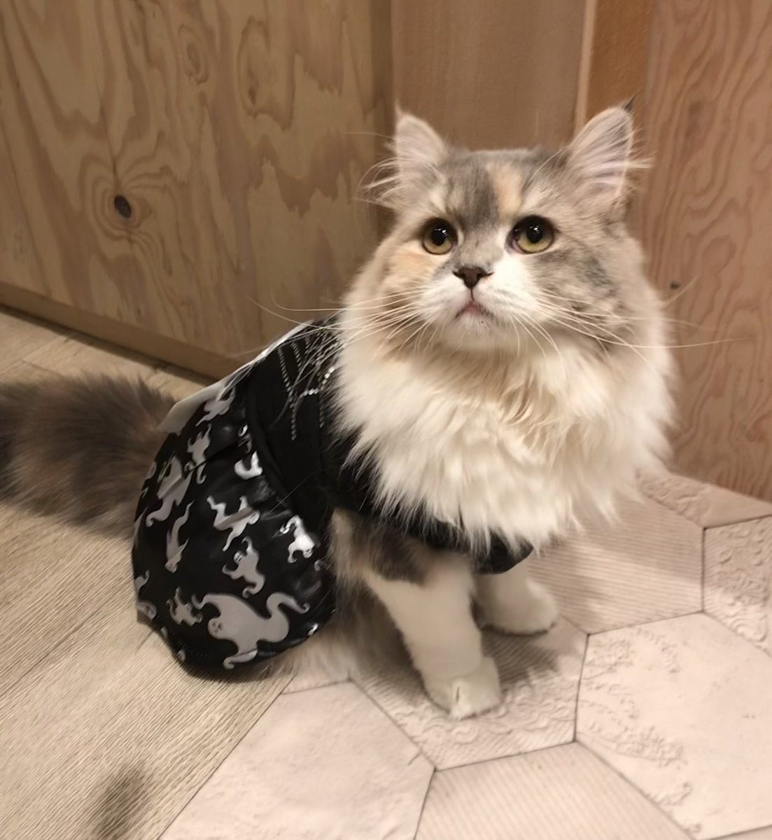 Top Tweets For 猫カフェmocha宮崎橘通店 Twstalker Top Tweets For 猫カフェmocha宮崎橘通店 Twstalker
