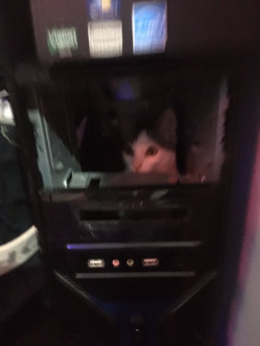 Miausistente a&uacute;n no encuentra el problema en el michistema 😂 https://t.co/QopR5qRPt7