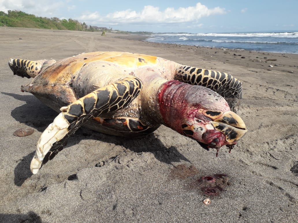 We found a turtle stranded on Yeh Gangga Beach, Bali October 2, 2021. His neck was injured like a snare mark. We tried to treat it but it didn't work and eventually died #savetheocean #saveturtle #breakfreefromplastic