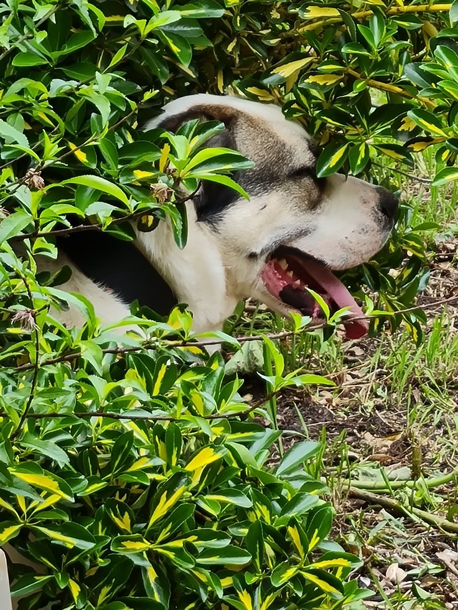 yougoingmyway's tweet photo. #doge camouflage #boxsky like #dogecoin it will pounce and take off when you least expect it. Just waiting I the shadows, lol. https://t.co/HJVRwv4zcB