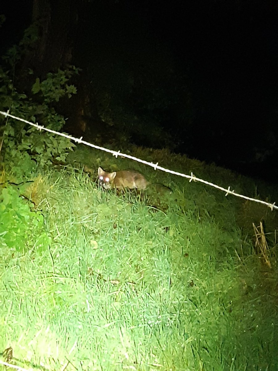 POL_flexteamGRN's tweet photo. Tijdens onze surveillance in de nacht hadden wij een ontmoeting met een jagende #vos π¦!
Voor de foto bleef die even zitten om er daarna weer snel vandoor te gaan.
#Flexteam ^BA https://t.co/a4LzTszUpk