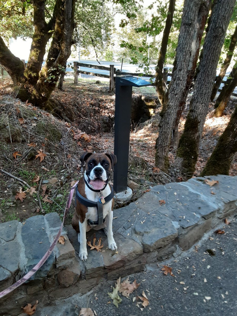 DaisyBoxerGirl1's tweet photo. vs how its going https://t.co/NzOfHBwMtw