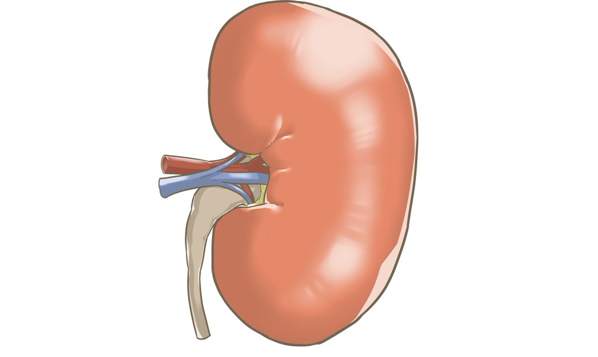 腎臓の解剖イラストです 腎門を出入りする腎動 静脈と尿管も描かれてあり 勉強会 看護師 イラスト集 看護roo のイラスト 腎臓の解剖イラストです 腎門を出入りする腎動 静脈と尿管も描かれてあり 勉強会 看護師 イラスト集 看護roo のイラスト