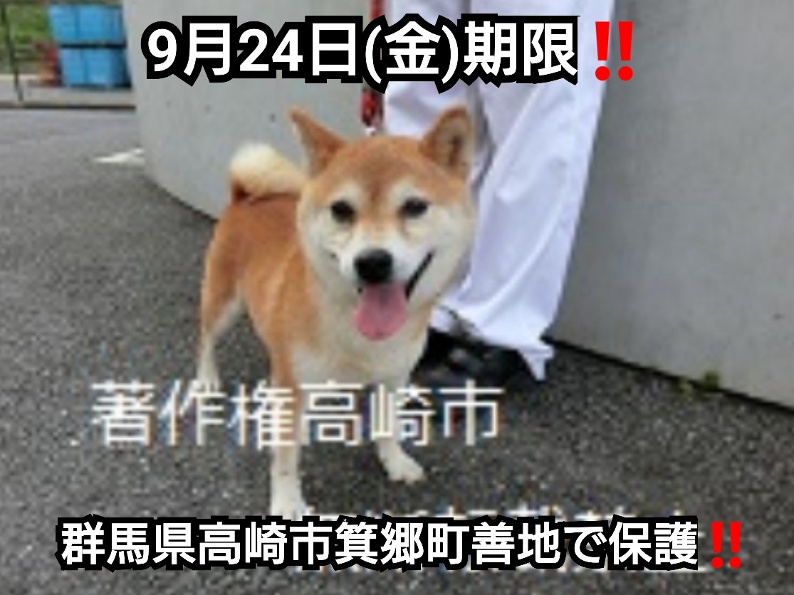 高崎市動物愛護センター収容犬 Twitter Search 高崎市動物愛護センター収容犬 Twitter Search