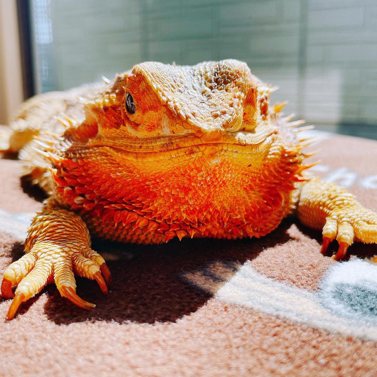 ochoco_san's tweet photo. 気持ちよ〜い💕
#ふとあごさんとの生活
#フトアゴヒゲトカゲ
#beareddragon
めちゃくちゃ太って見える(笑)
ただいま日光浴ちゅう💕 https://t.co/xtGMOK0hjJ