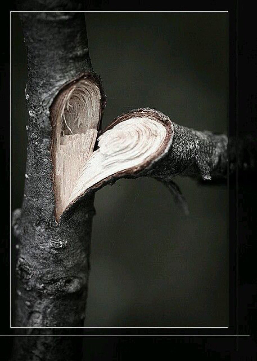 AIbrahim752's tweet image. وكنْ في الحبّ موصولًا بمن أحببتَ 
في ضيق وفي سعة، وخيرُ الناسِ في 
الحبِّ حليمٌ، عاشق، أوّابْ "

 #شهر_الوقوع_بالحب