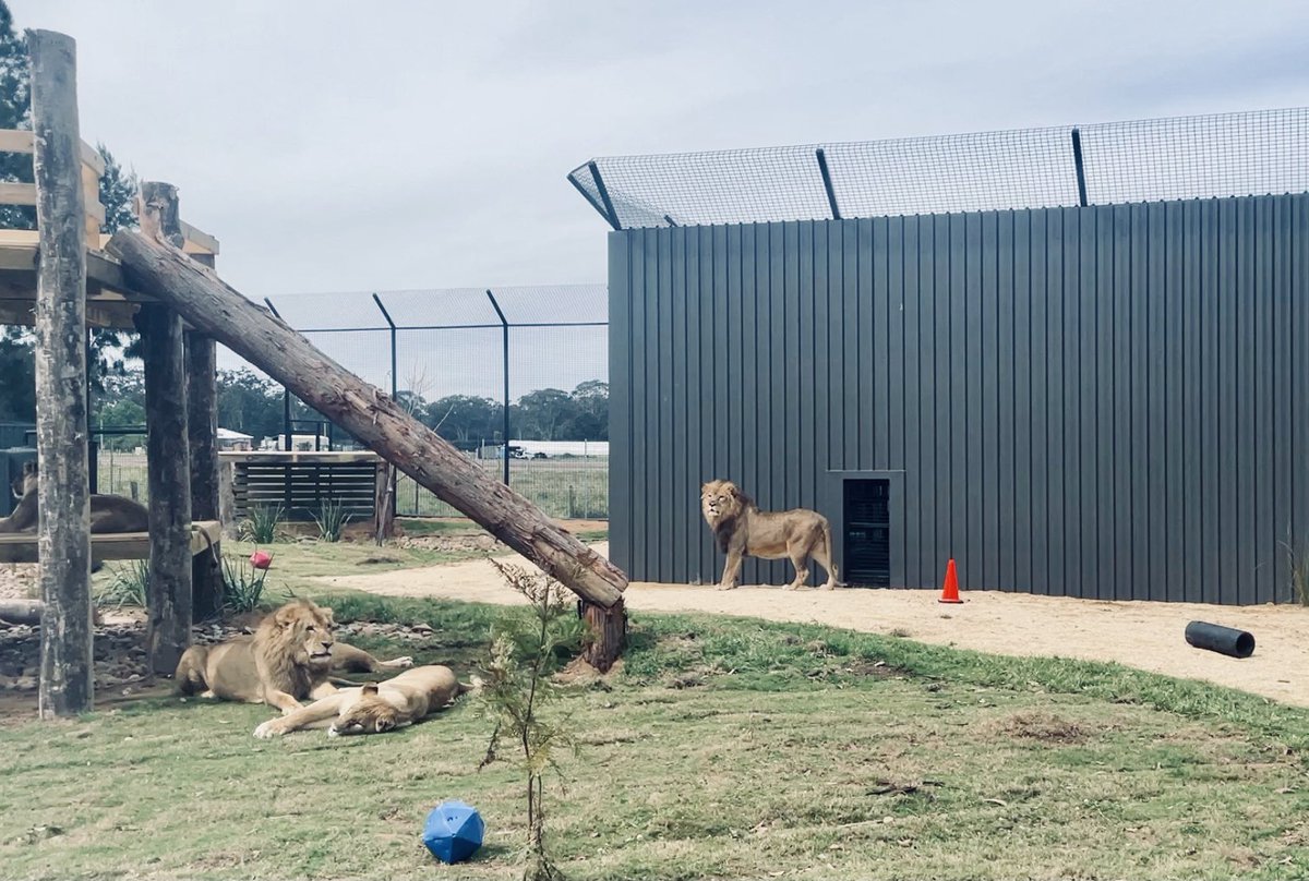 LIONS ON THE COAST: I had the pleasure to have a behind the scenes look at the soon to open Central Coast Zoo with my little cadet journalist.

The Amazement Family &amp; Fun Park has just welcomed in a pride of retired circus lions 🦁

Full story to come soon <a href="/CoastComNews/">Central Coast News</a>
