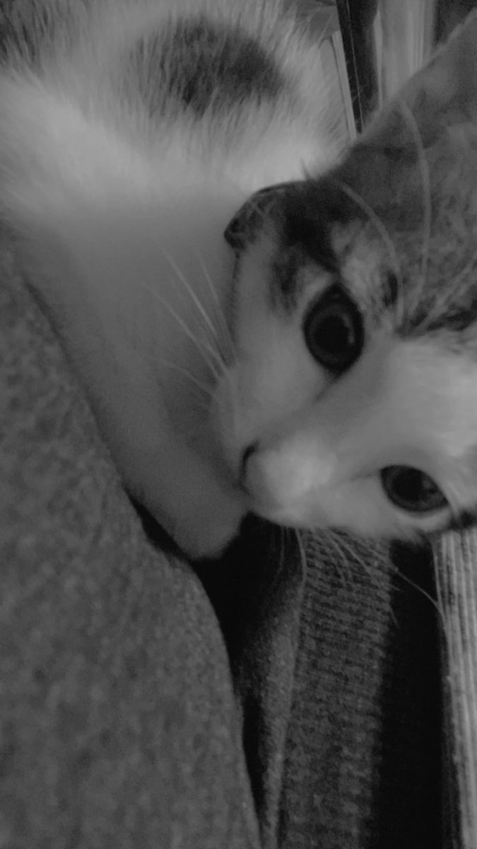 CleitoSI157's tweet photo. 🐈‍⬛⚫⚪ #Gato #Rico #Retro https://t.co/ywPplyEmx1
