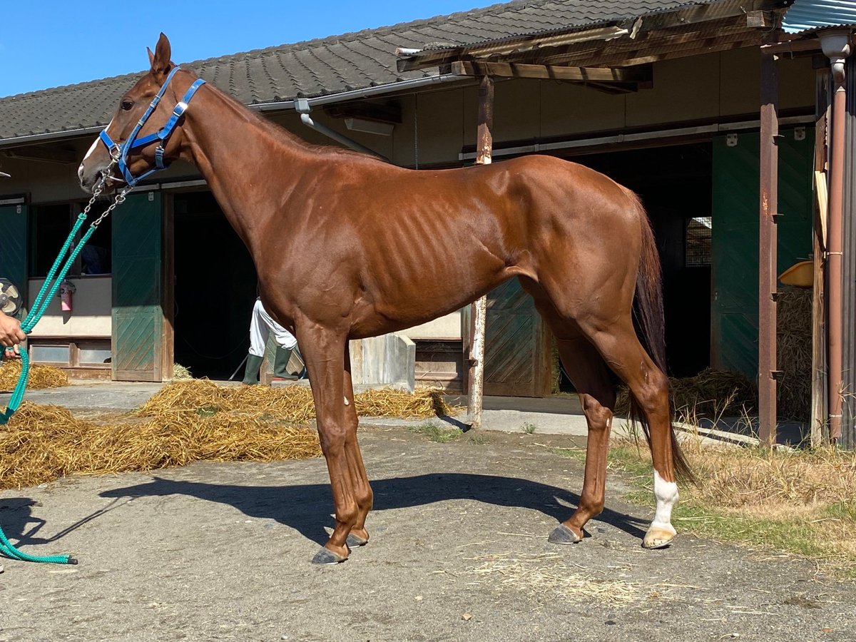OfThoroughbreds's tweet photo. プレオープン第2弾とし��、10月5日(火)にリャナンシー（3歳牝馬）を上場致します。25万円スタート。先行力はあるものの、馬体の維持が難しく、なかなか噛み合わない現状ですが、新たなオーナー様の元で活躍のチャンスを頂けましたら幸いです。
https://t.co/mHn5TFiaFy https://t.co/tObZdtfot9