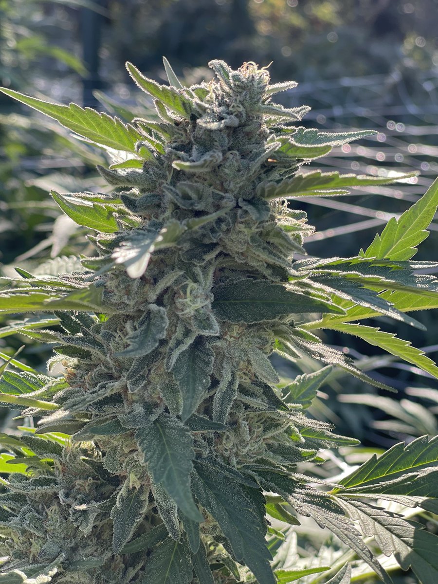 Darion Allen (@darion32673845) on Twitter photo 