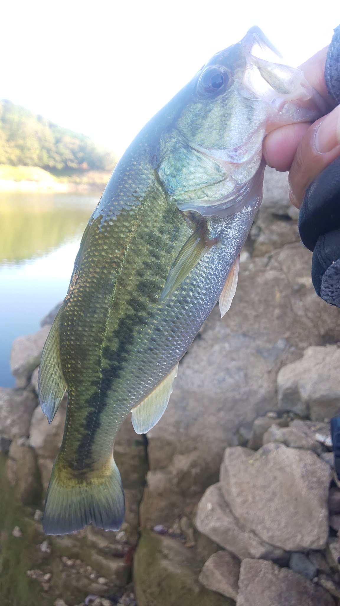 祐介 バス釣り Yusuke Angler Twitter