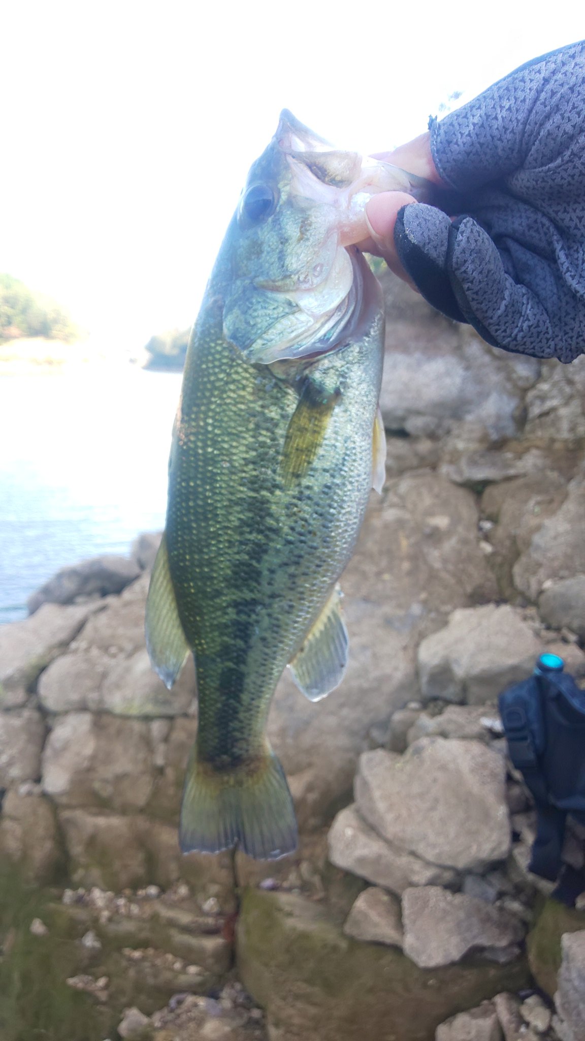 祐介 バス釣り Yusuke Angler Twitter