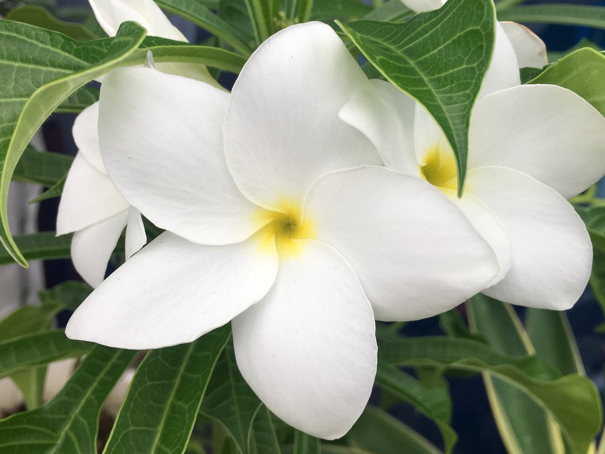 kawataru_j's tweet photo. ☆-^-^*・.° 🌤
私の好きな花 #プルメリア
花言葉は 「#beauty(美)#charm(魅力)#grace(上品)」
皆さん、素敵な午後のひと時をお過ごしください😊✌️✨
🌤-^-^*・.° ☆
#Plumeria #Templetree #Languageofflowers #naturelover #healthylifestyle #photography https://t.co/pOqlv1EpNF