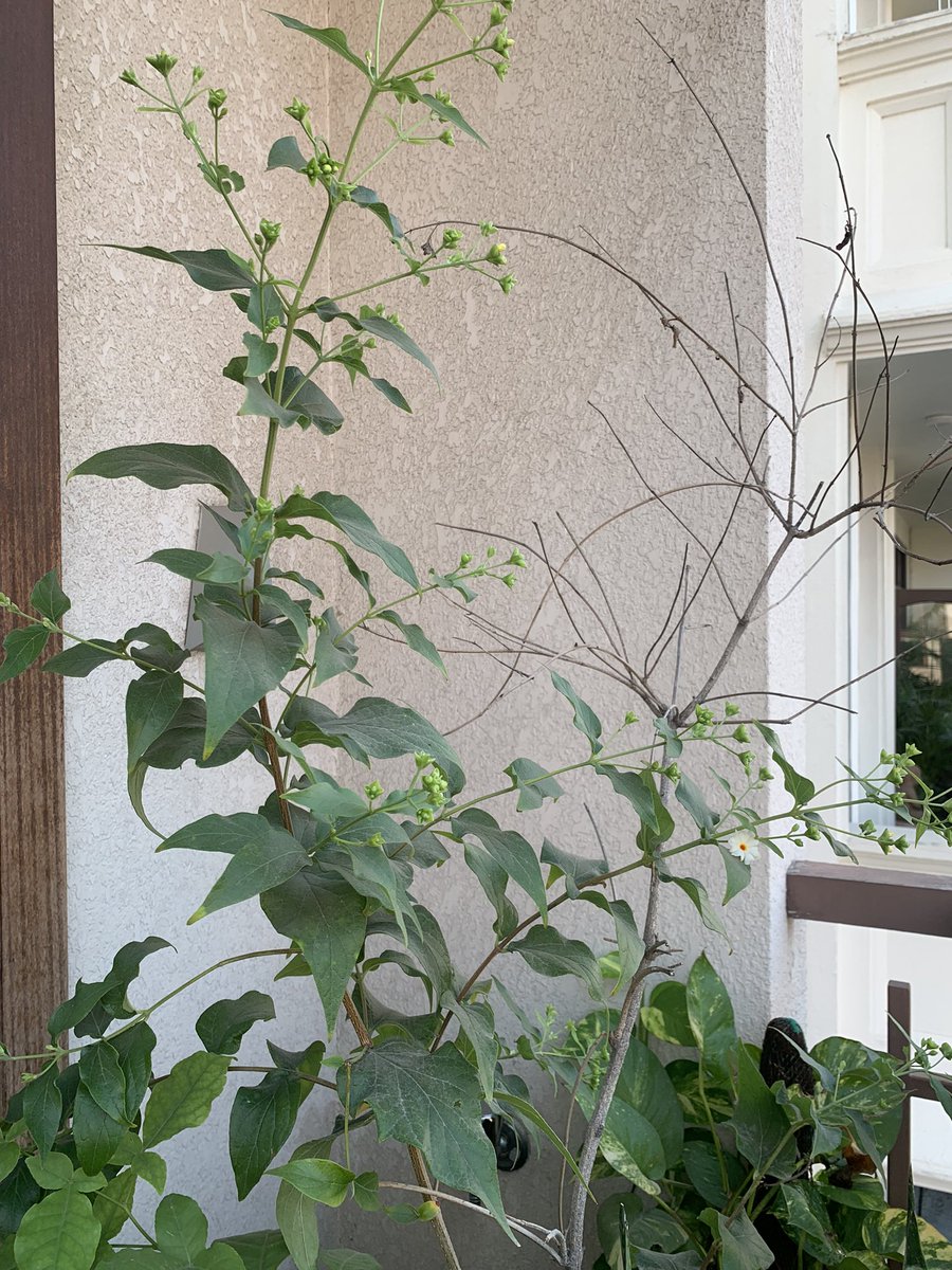 kavitaashok1969's tweet photo. New beginnings ! Fresh #flowers from #parijat #harshingar plant 🌱 which was so dry that nobody believed it could be revived ! To be used in Pooja today ! #SundayMotivation #sundayvibes #nature #gogreen #InspirationalQuote #Inspiration https://t.co/XTOgt1JAdE