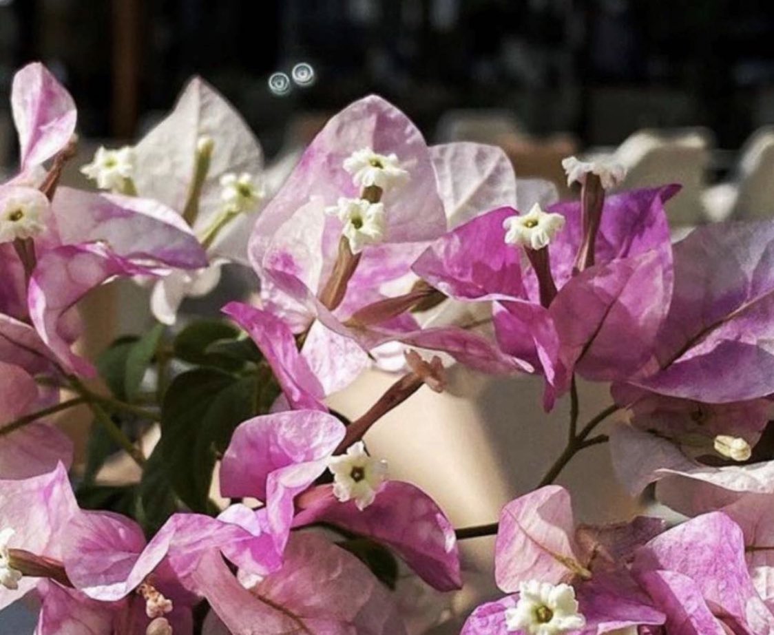 مثل الورد إن ذبل فيني شعور !
صعب تحييه ولو سقيته عمر !