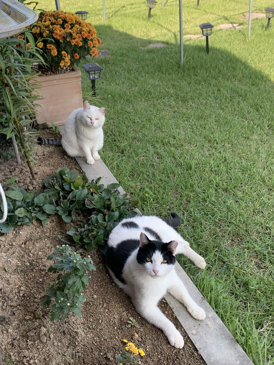 몇년째 동네 토박이 고앵이들