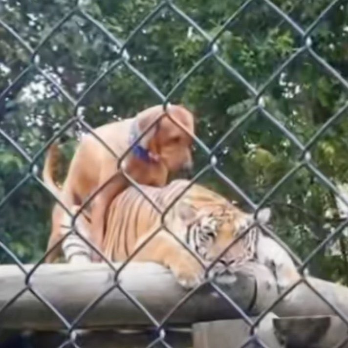 นุโค่/หนาวเสือ