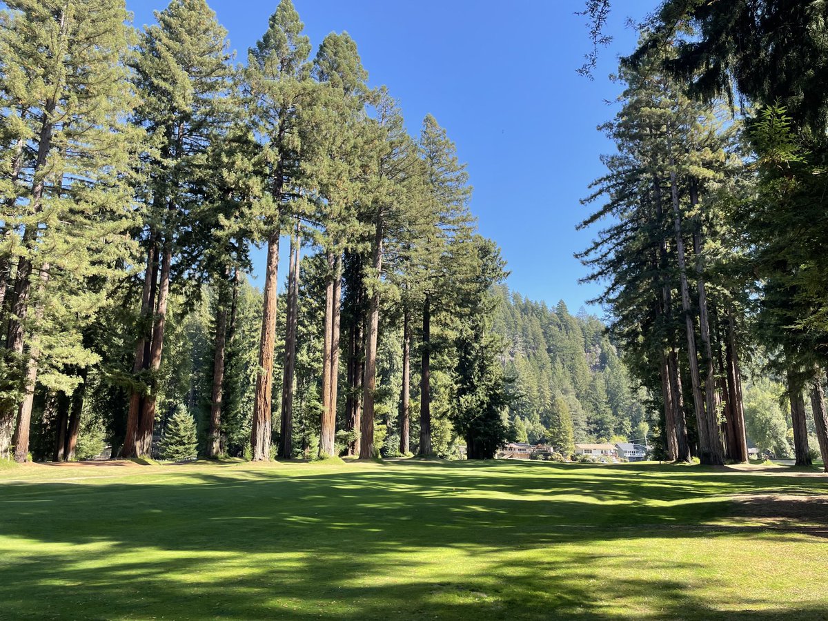 stephmostofi's tweet photo. Teeing off beneath a canopy of ancient redwoods. #NorthwoodGolfClub #DriverTime https://t.co/Z28XNuJnCl