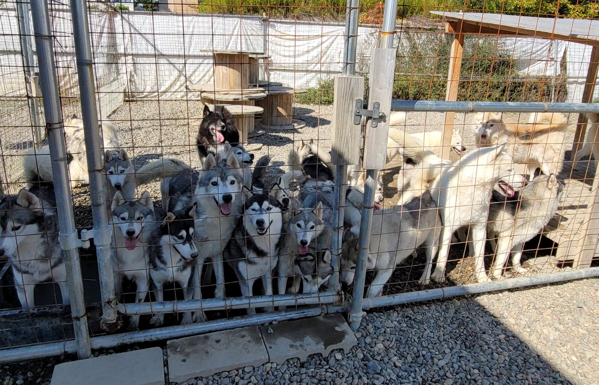 crystalwolfdogs's tweet photo. 集合写真!?
ん～これでも良い方だろう😆 https://t.co/33DgpSJac4