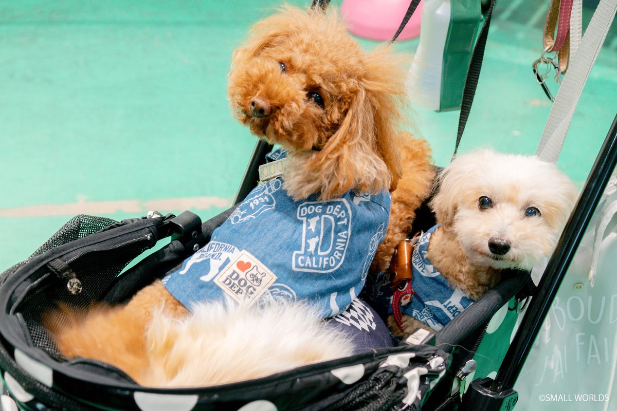 smallworlds2020's tweet photo. ╭━━━━━━━━━━━━╮​
来週10日(日)は #スモワル PETDAY 
#保護犬 #保護猫 家族の日 開催🐶
╰━ｖ━━━━━━━━━━╯​

#譲渡会「ADOPTION PARK in スモールワールズ TOKYO」ペット3D撮影会、抽選会

10月10日 11:00〜16:00 
3階WSスペースにお越しください♪

https://t.co/YEqz4yBRKP https://t.co/GyGBqKIxXt