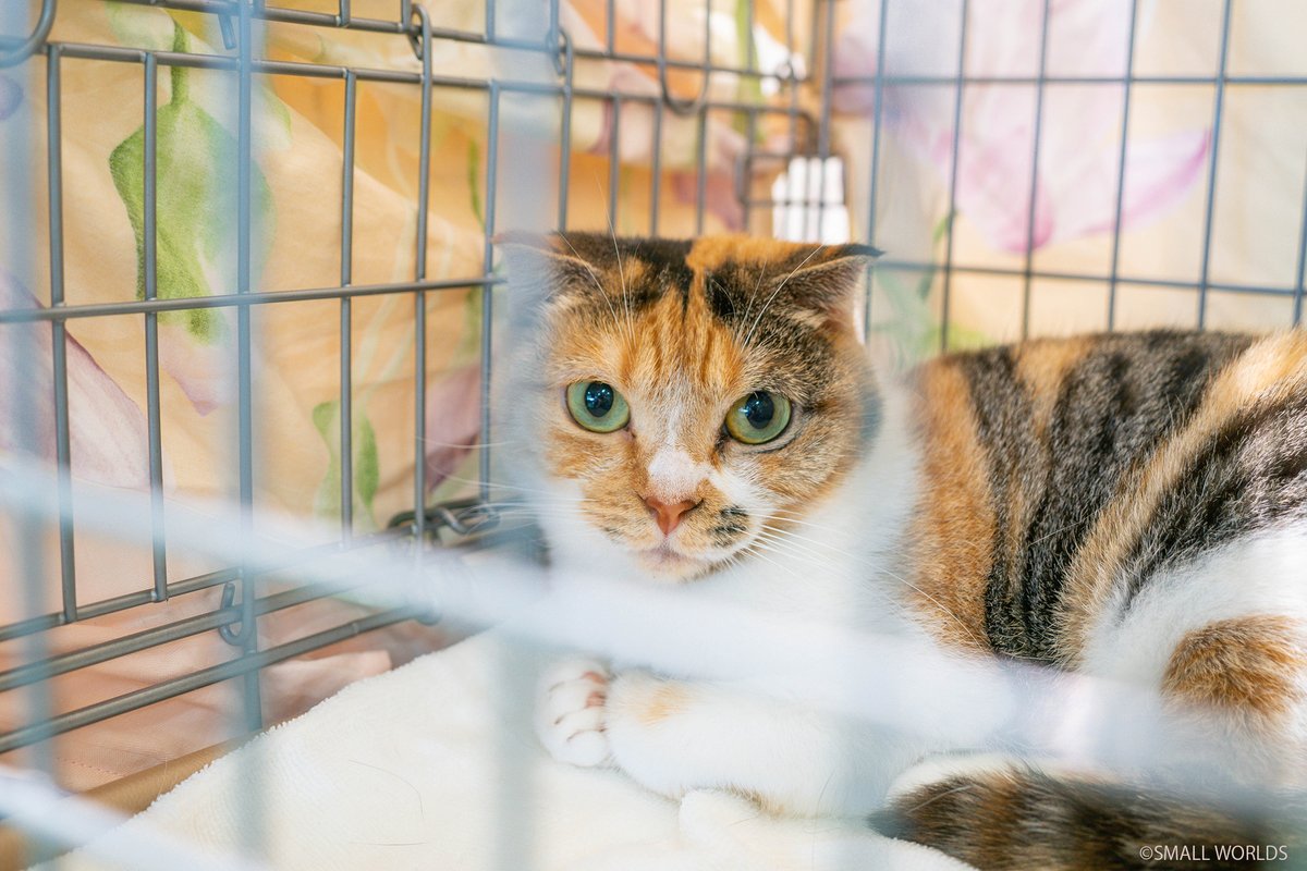 smallworlds2020's tweet photo. ╭━━━━━━━━━━━━╮​
来週10日(日)は #スモワル PETDAY 
#保護犬 #保護猫 家族の日 開催🐶
╰━ｖ━━━━━━━━━━╯​

#譲渡会「ADOPTION PARK in スモールワールズ TOKYO」ペット3D撮影会、抽選会

10月10日 11:00〜16:00 
3階WSスペースにお越しください♪

https://t.co/YEqz4yBRKP https://t.co/GyGBqKIxXt
