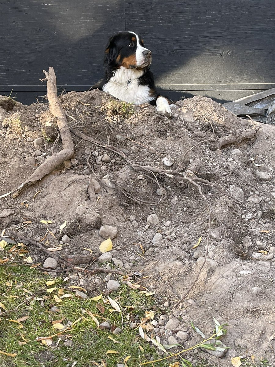 JoshKelleyBC's tweet photo. Typical! I work all day at the cabin and Clive sits on a dirt pile. #bernesemountaindog #BCisbest #outdoors https://t.co/UZn3TShfhz
