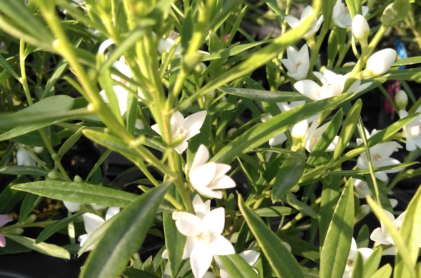 تويتر クロウエア بحث في تويتر