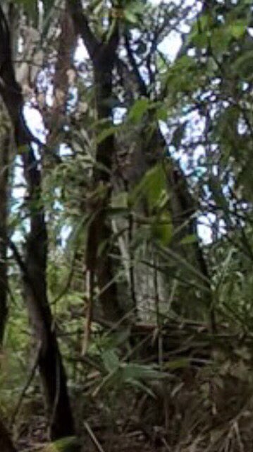 Did you listen to our latest episode? This is the weird shape seen hiding in the bushes!! What do you think??