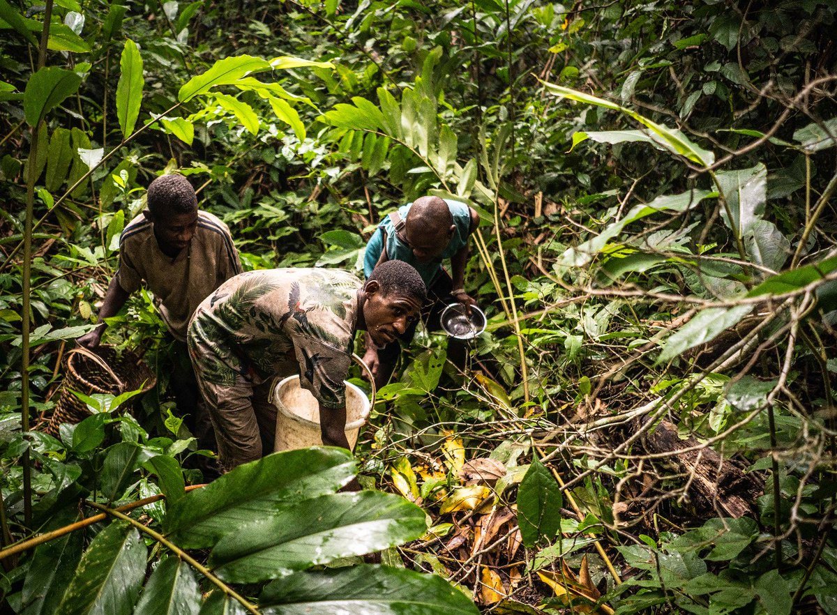 clementdiroma's tweet photo. Dans les forêts de la Lobaye en #Centrafrique cet été avec @CarolValade pour une série de reportages vidéo/photo/radio/magazine sur la saison des chenilles. #RCA
🐛 https://t.co/GYEiopWcuy https://t.co/zvLWAmLrEA