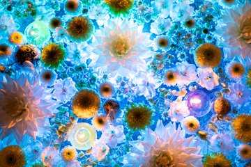 Photographer Captures Stunning Shots Of Sea Of Flowers At Shrine S Purification Fountain Grape Japan