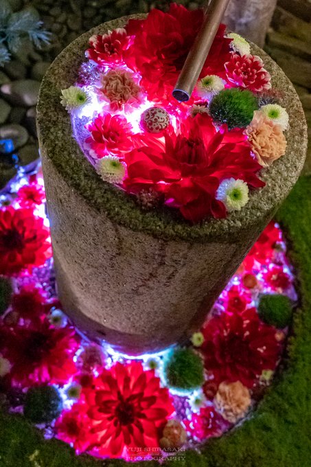 Photographer Captures Stunning Shots Of Sea Of Flowers At Shrine S Purification Fountain Grape Japan