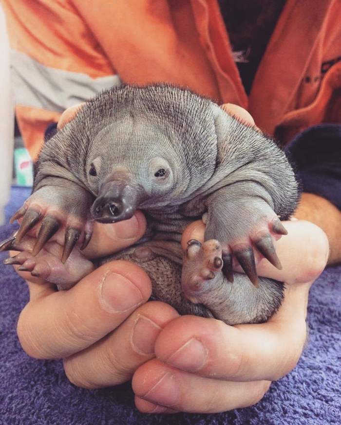 сурикат детеныш новорожденный. малыш панды новорожденный. только родившиеся медвежата. животное которое дарили новорожденному. детеныш барсука.