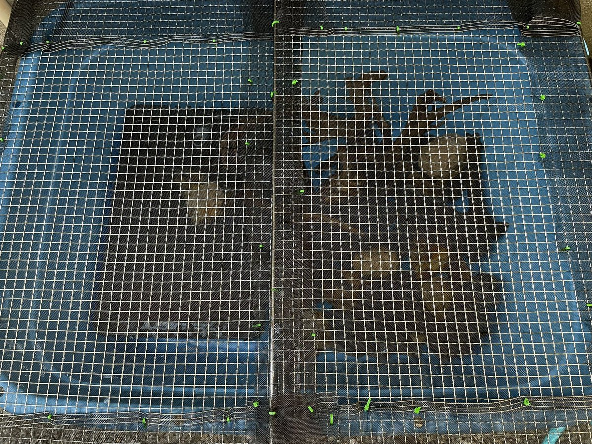 紙袋 カニを屋外で飼育する用のケージを作った メダカ飼育用のオーバーフロー水槽を水入れにして蓋はバーベキューネットに網戸の生地を張ったやつ 紙袋 カニを屋外で飼育する用のケージを作った メダカ飼育用のオーバーフロー水槽を水入れにして蓋はバーベキューネットに網戸の生地を張ったやつ