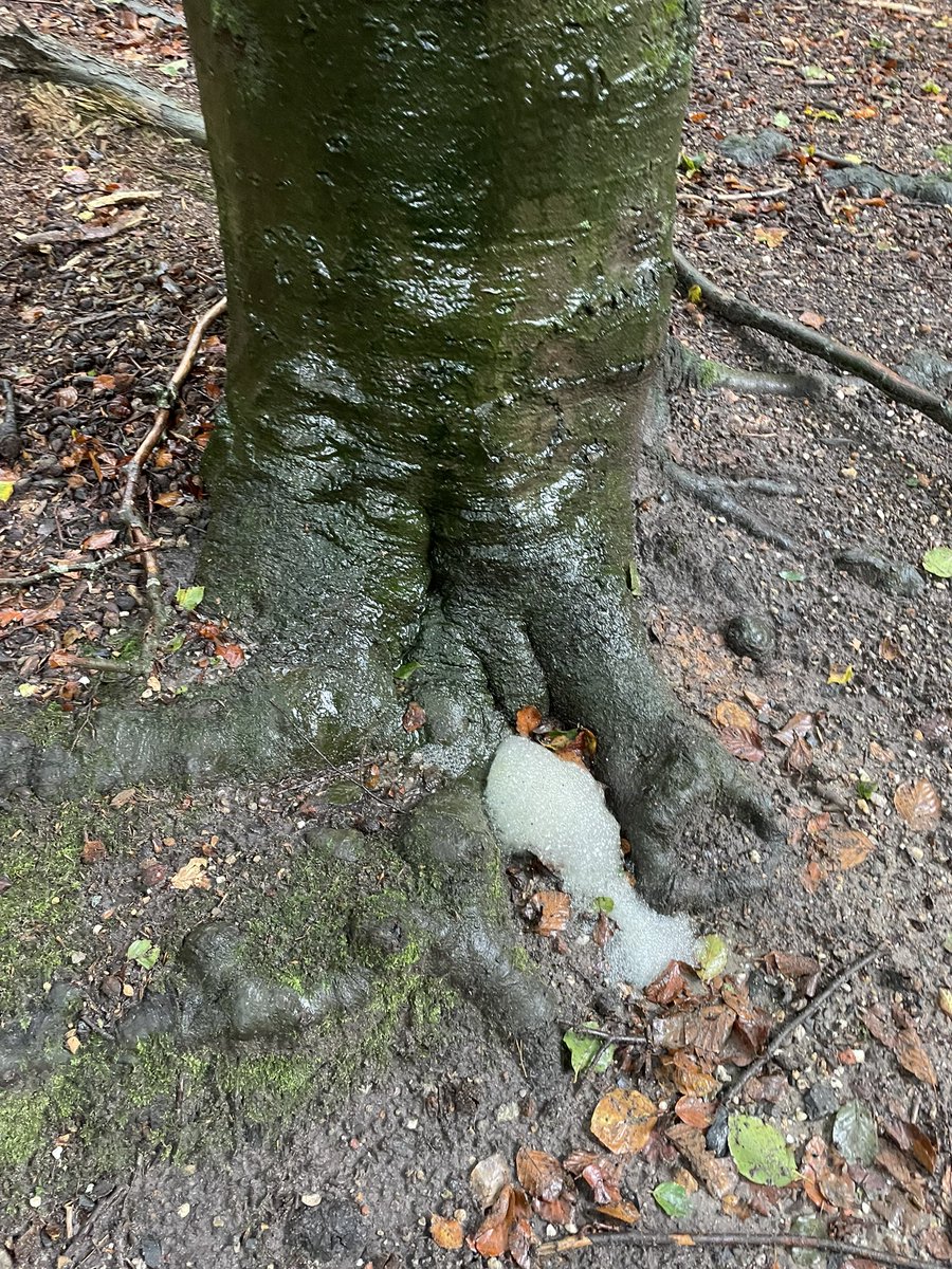 Bert Franse tweet media