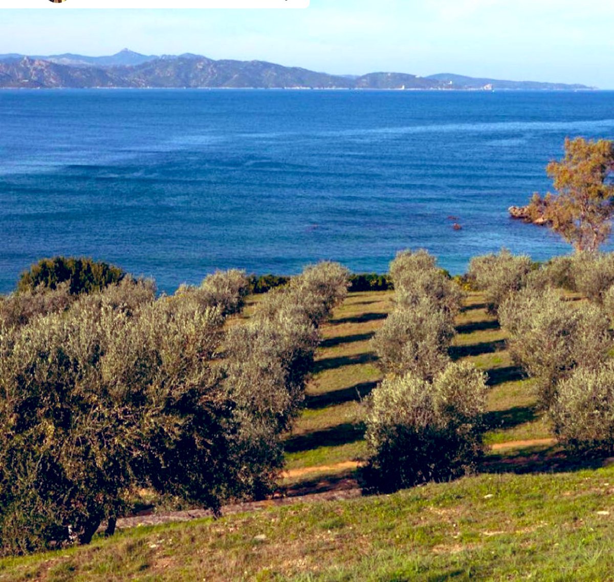 ALIVA_MARINA's tweet photo. @sho0oryuken Mon « bureau » ! Mes oliviers à Saint-Florent, #Corse 🤩🤩 https://t.co/s7jdrhLSt3