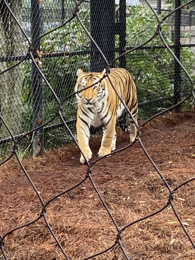 BoddaGettaCats's tweet photo. Mike the Tiger is NOT a Bodda Getta cat!! https://t.co/cvZOm1qRJR