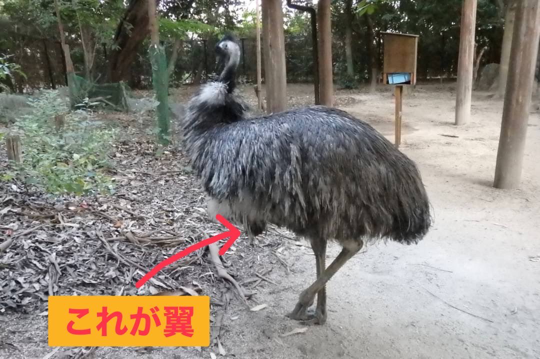 飛べない鳥として有名なエミュー🦤 同じ飛べない鳥でもダチョウには