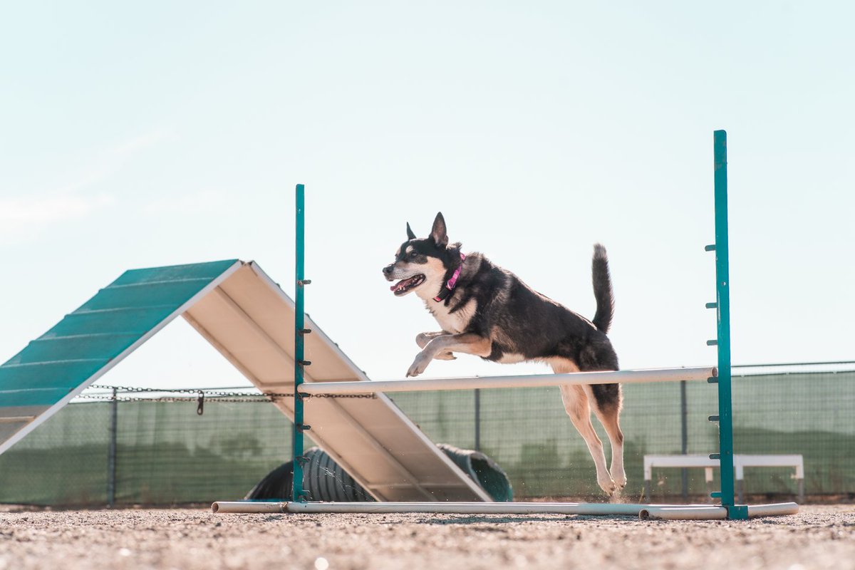 BitsPhotography's tweet photo. Lovie would make for a great ninja dog 🥷🐕🐾 Picked up the Boruto collar from @pawsonify 💗 just in time for agility class~ https://t.co/Fxaz7z3E2V