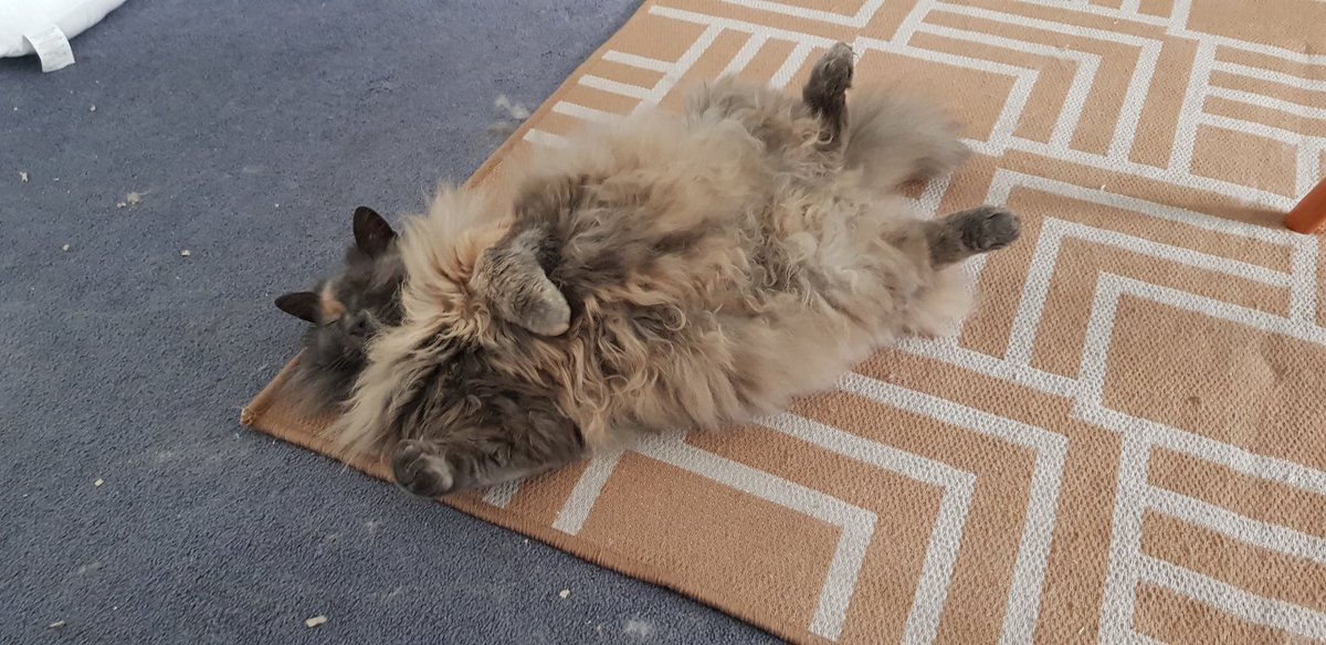 farafieldmusic's tweet photo. My floof of a cat agrees. https://t.co/khWjuWrEZ9
