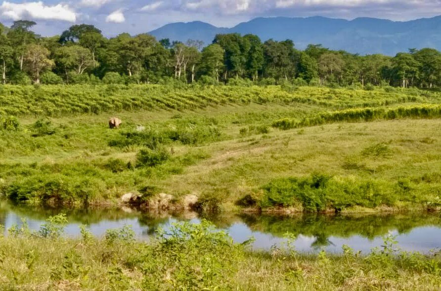 HathiSathi's tweet photo. our workplace. Our #sanctuary for #elephants making its way towards the pool we have made for the pachyderms and other #wildlife @NuxalbariTea plays host to. 
Know more  https://t.co/6ergp1ZAnS 
#hathisathi #elephantlove #asianelephant #conservation https://t.co/LVjk52Nbdk