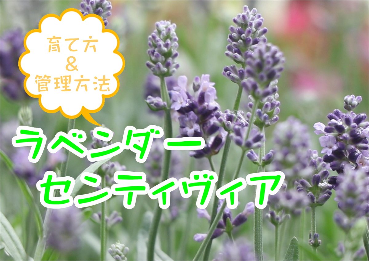 花苗育て方 Twitter検索 花苗育て方 Twitter検索