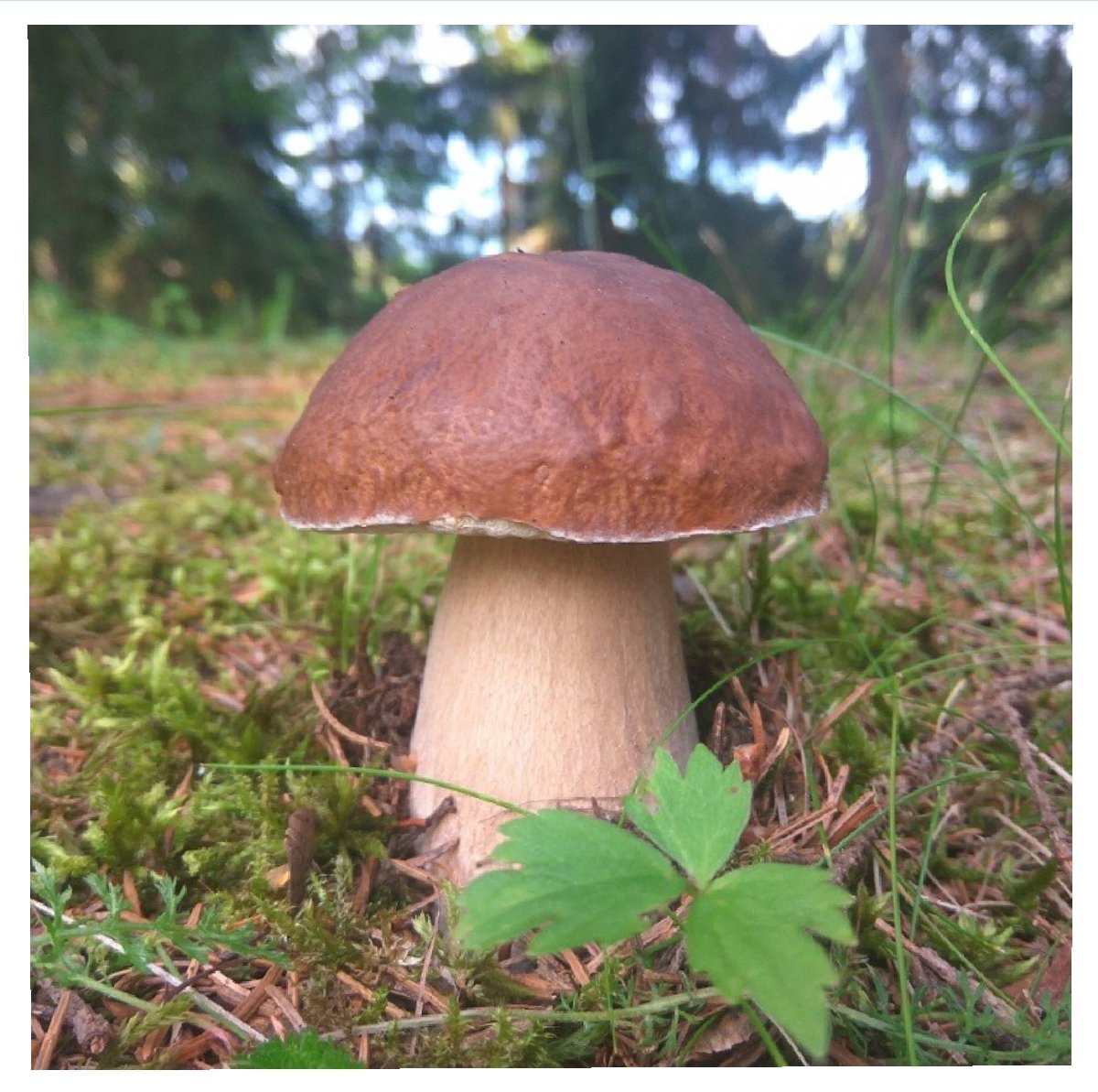 Боровой белый гриб. Белы гриб. Рыжик боровик гриб. Белый боровик. Карточка белый гриб.