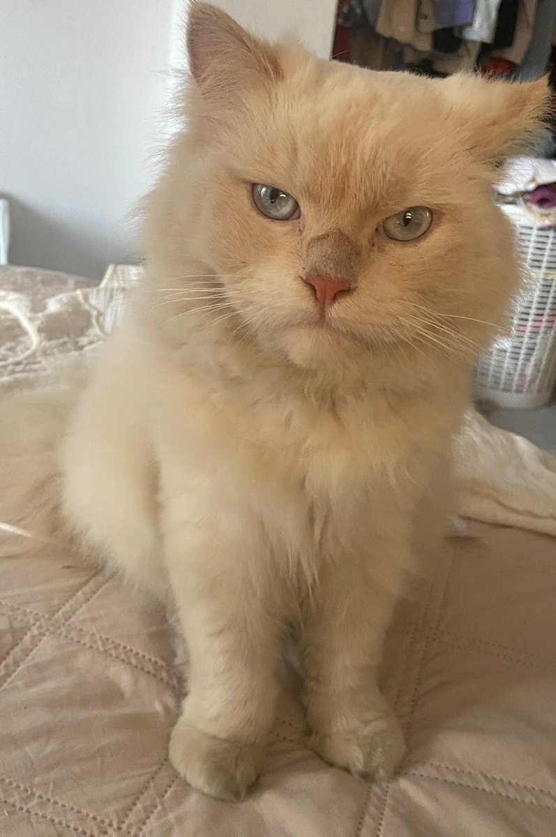 AlertaMePerdi's tweet photo. #PERDIDO #GUAYAQUIL 
Nombre: #LULITO
Fecha: 02/10/21
Sector: Norte, Av. Las Aguas lubricadora Omar.
Sexo: Macho.
Raza: Angora.
Obsv.: Blanco con la cola amarilla, lanudito 
Contacto: 0980910708
¡Ayúdalo a volver con su familia!
#AlertaMePerdí https://t.co/vzZG10YB80