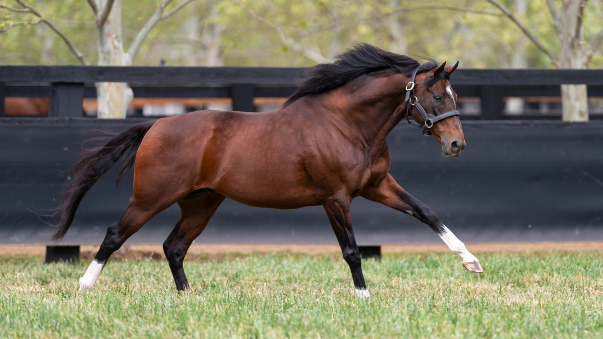 Maurice posts his first G1 winner in spectacular fashion, as the magnificent colt Pixie Knight (ex Pixie Hollow by King Halo) blasts to victory in the Nakayama Sprinters S. G1 in 1:07.1. Bred by Northern Racing, he's the first 3YO winner of the race since 2007. #beastfromtheeast
