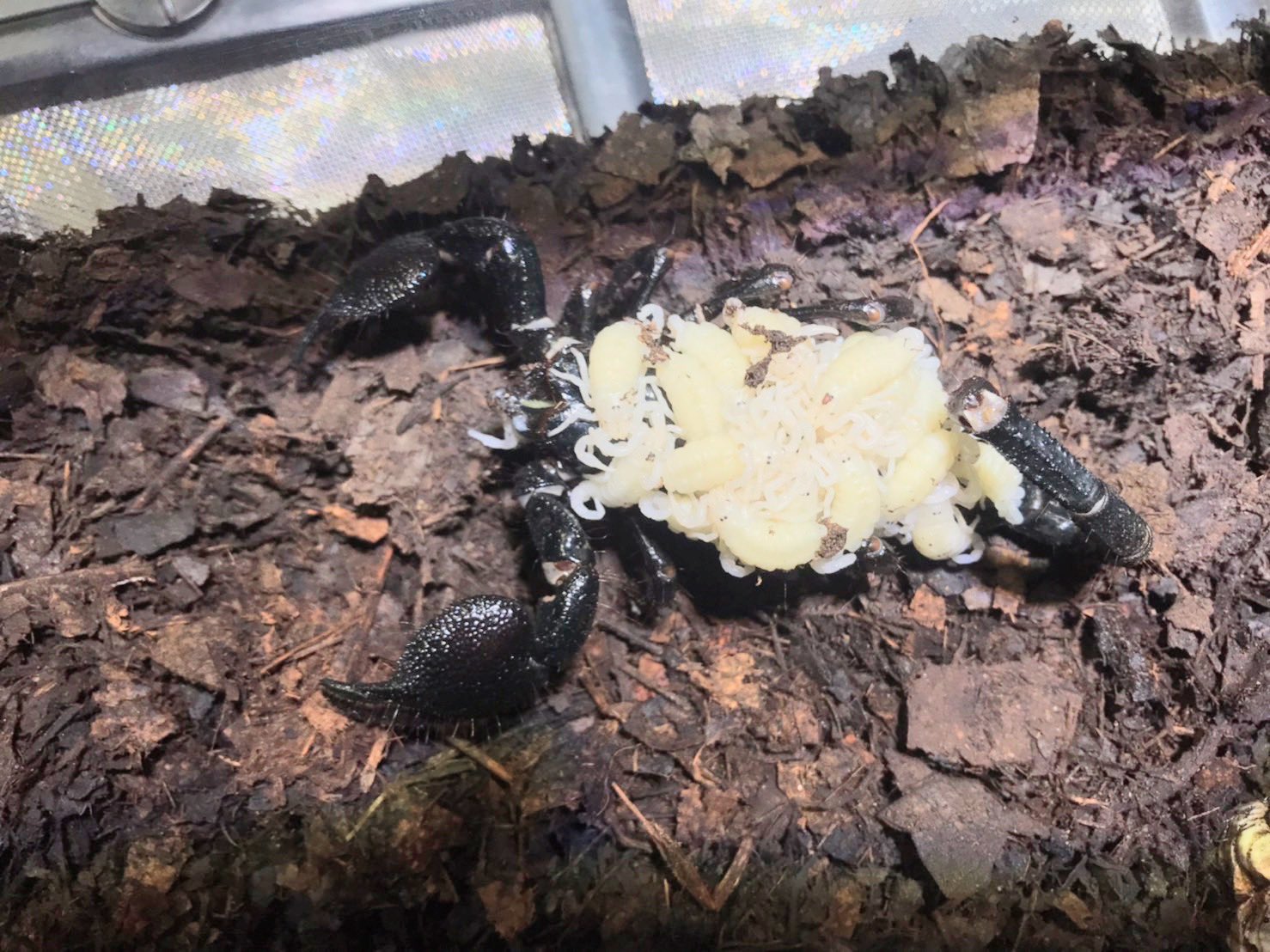 Izoo 体感型動物園イズー ダイオウサソリが展示水槽内で出産しました ここ数年 ダイオウサソリは毎年 Izooで累代 繁殖に成功しています 共食いをいかに少なく子供を成長させられるかがポイントです 真っ黒なお母さんサソリの背中に真白な子供達を