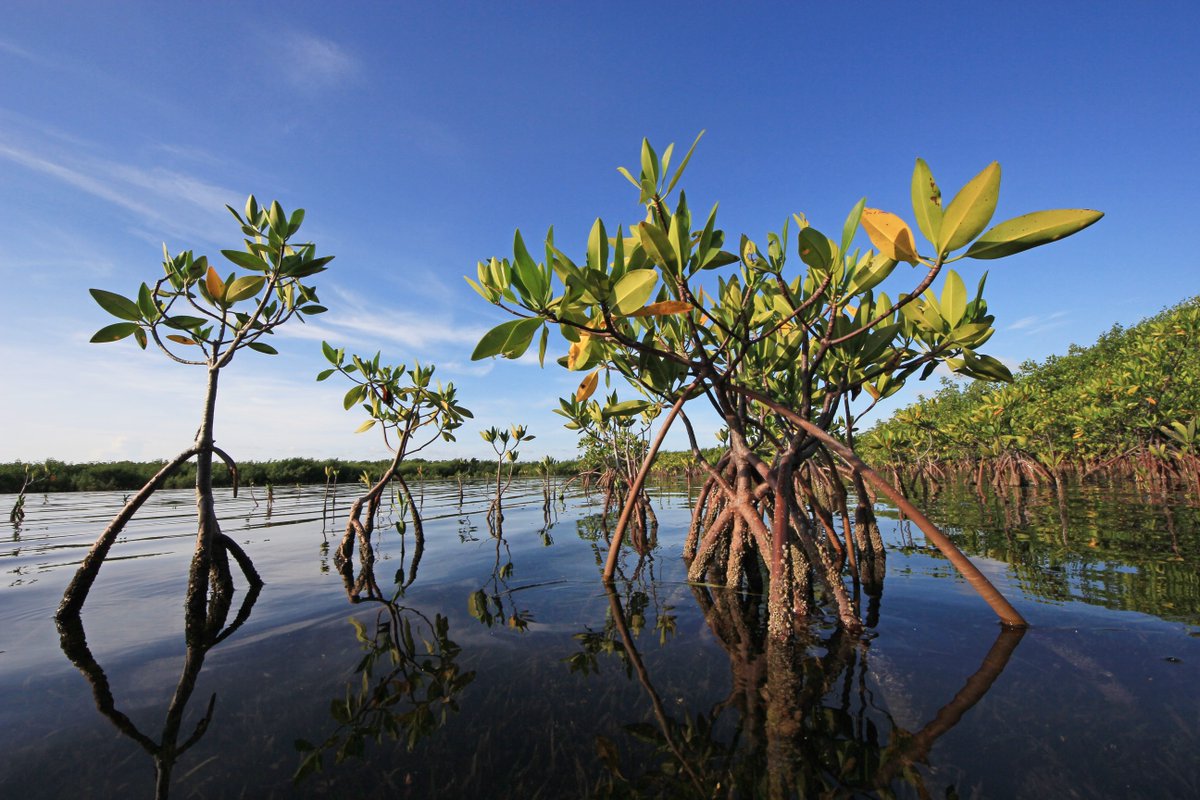 MangroveProject's tweet photo. 🌎Mangroves are found along about two-thirds of the planet’s tropical coastlines

🌳These semi-aquatic trees constitute some of the most dynamic and biologically complex ecosystems on Earth https://t.co/IQKQDJsOwj