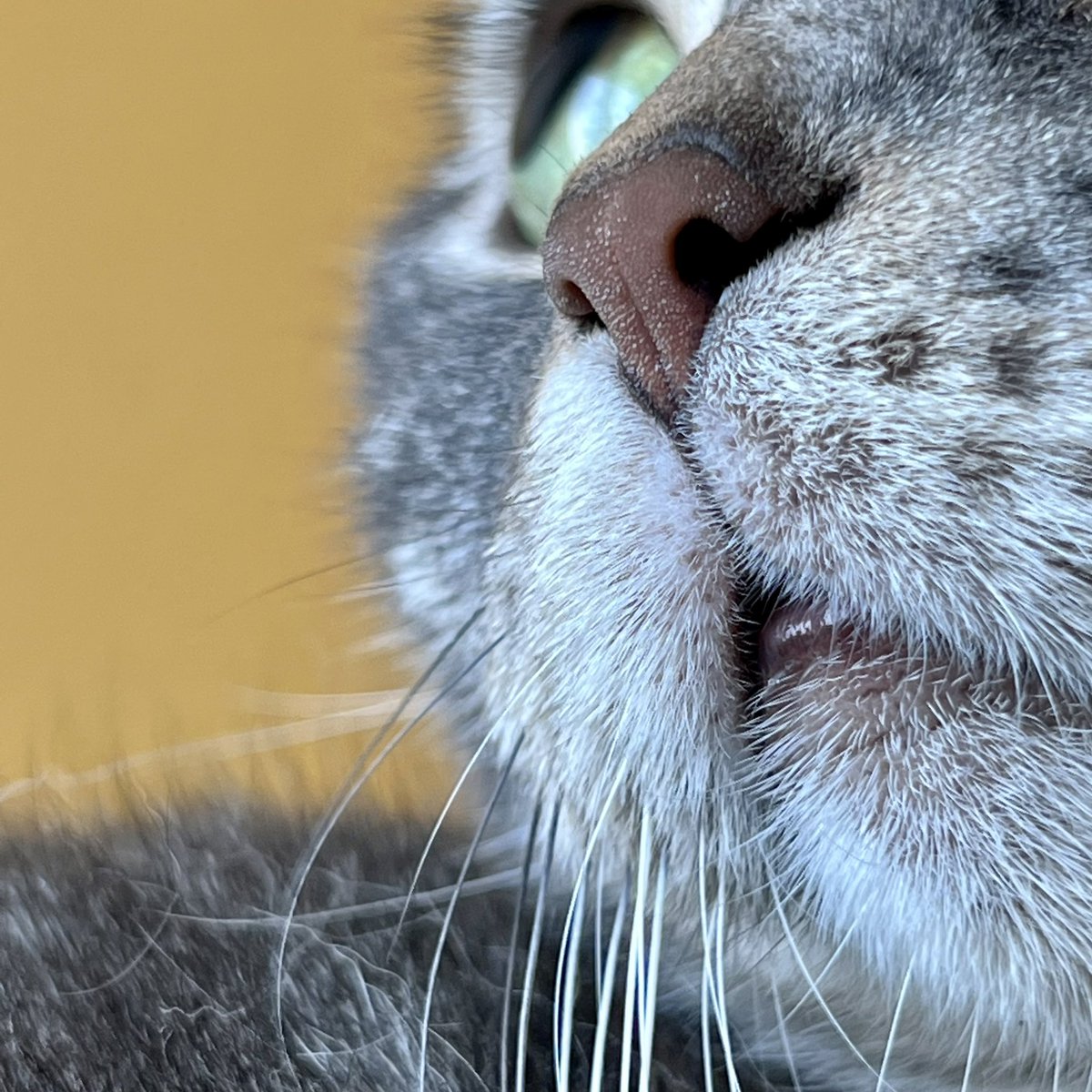 iPhone 13proでマクロ撮影練習中。サブロー君の鼻アップ。練習もっと必要だね。
#iPhone13pro #iPhone13proマクロ撮影 #マクロ撮影練習中 #猫の鼻もマクロ撮影 #もっと練習必要