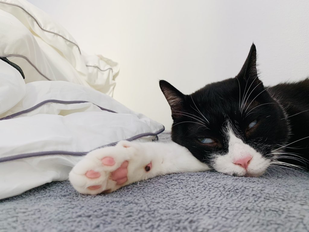 副反応で寝込む人間に寄り添って看護していた疲れが顔に出ちゃった猫 