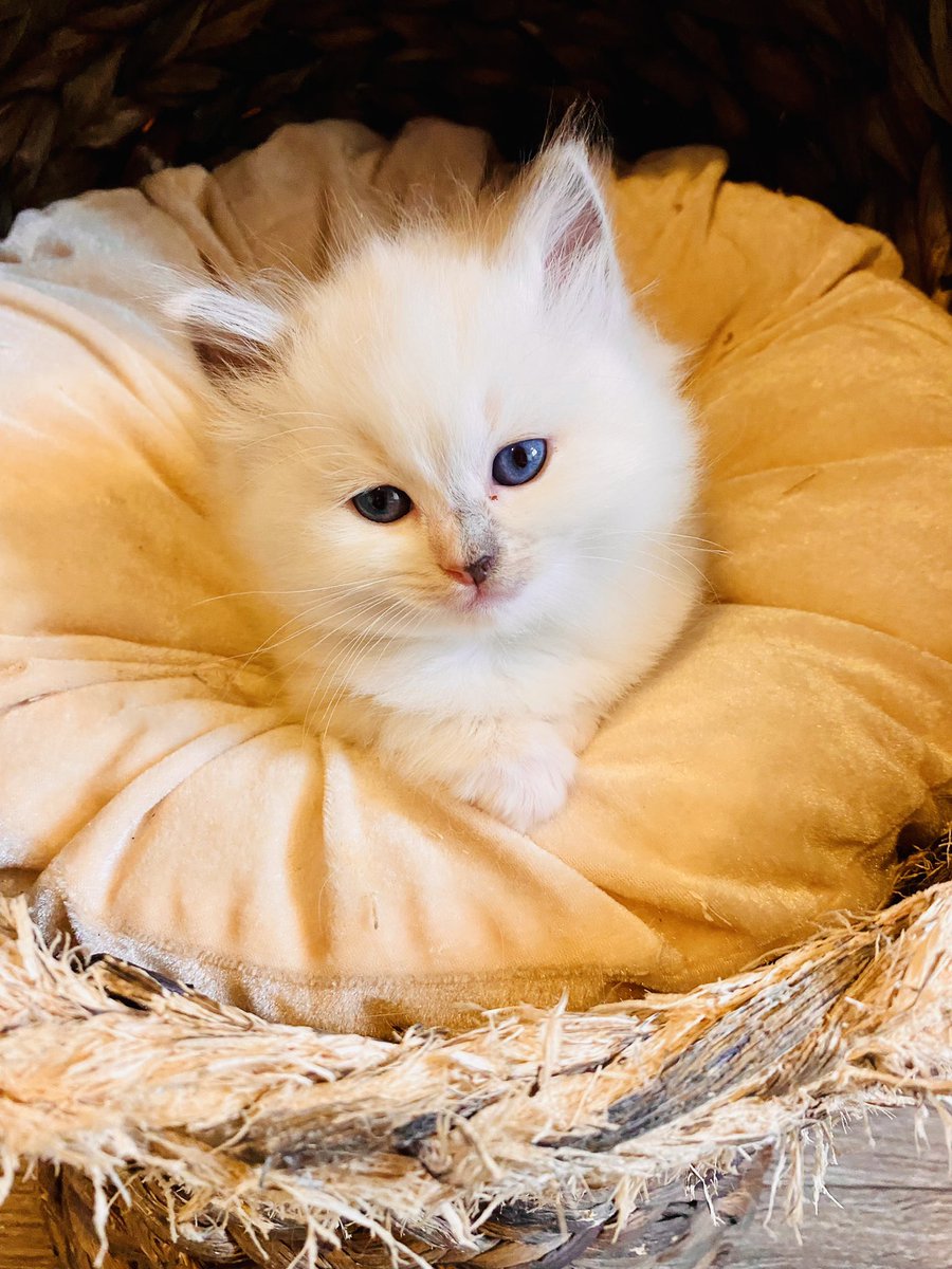 SonyaKirk18's tweet photo. Introducing Littledolls Perla*available* a simply stunning Blue Tortie, 6 weeks old 😻#kittensoftwitter #pedigreekittens #ragdollkittens #ethicalbreeder #gccf #6weekoldkitten https://t.co/hFmEWDLM5T