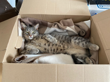 🔴 VERMIST: KAT TOET (chip)
ex-kater, cypers
#WESTERBORK #DR Doumaat
#DHver 7/9/21 facebook.com/DeHerenigingDr…